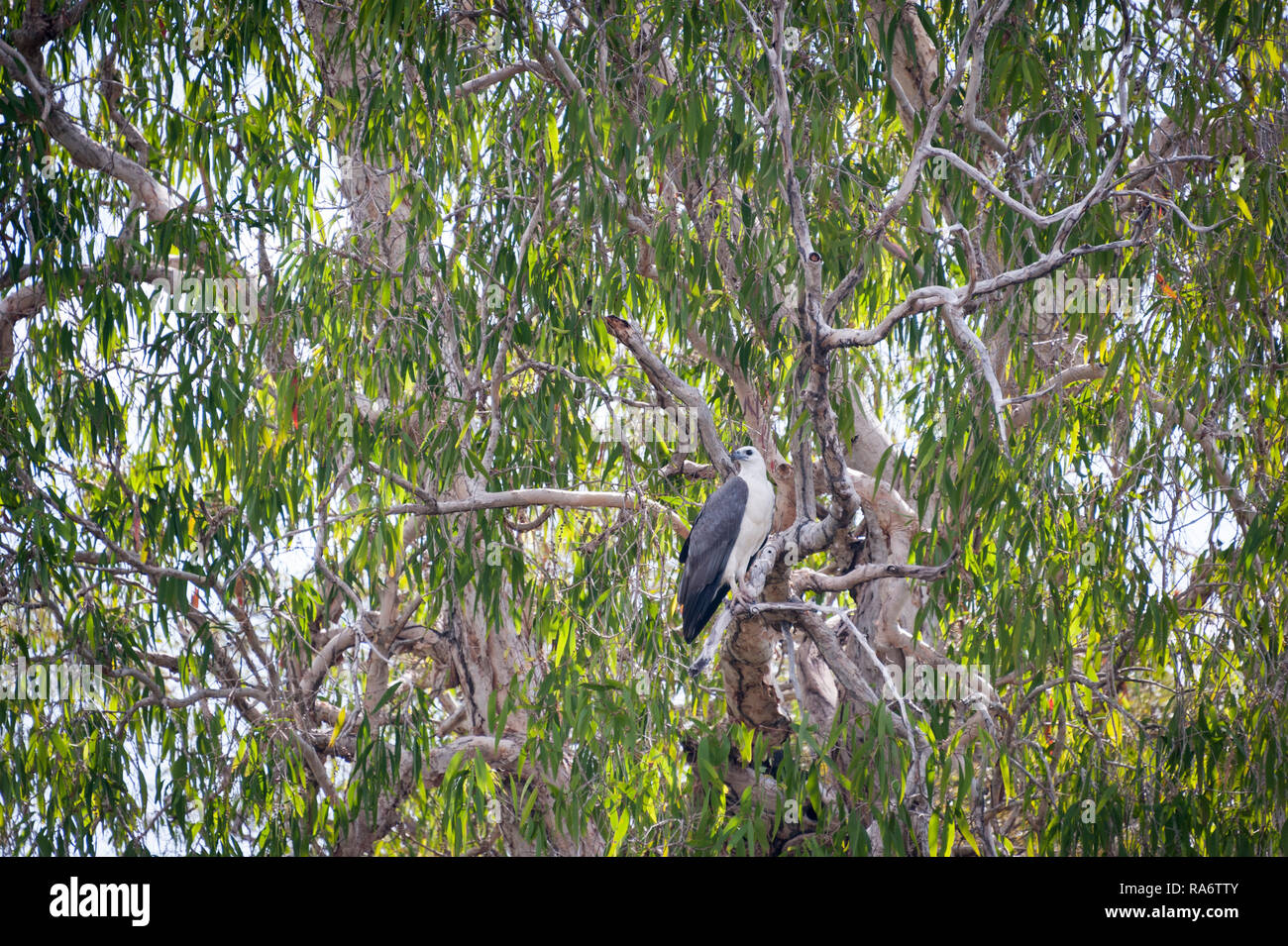 L'aigle de mer le long de la rive de la Katherine River, Outback de l'Australie, Territoire du Nord Banque D'Images