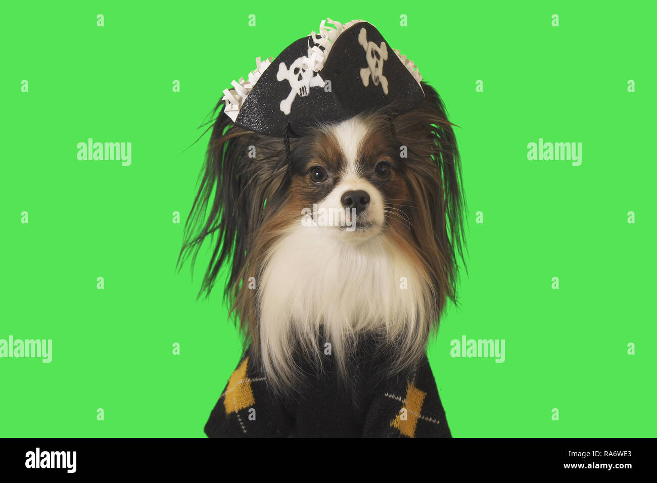 Beau chien Papillon en pirate costume sur fond vert Banque D'Images