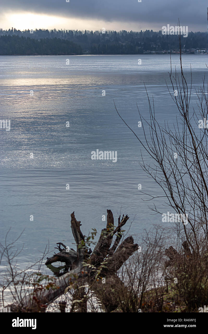 Shot verticale de bois flotté sur le rivage d'une plage de Washington Banque D'Images