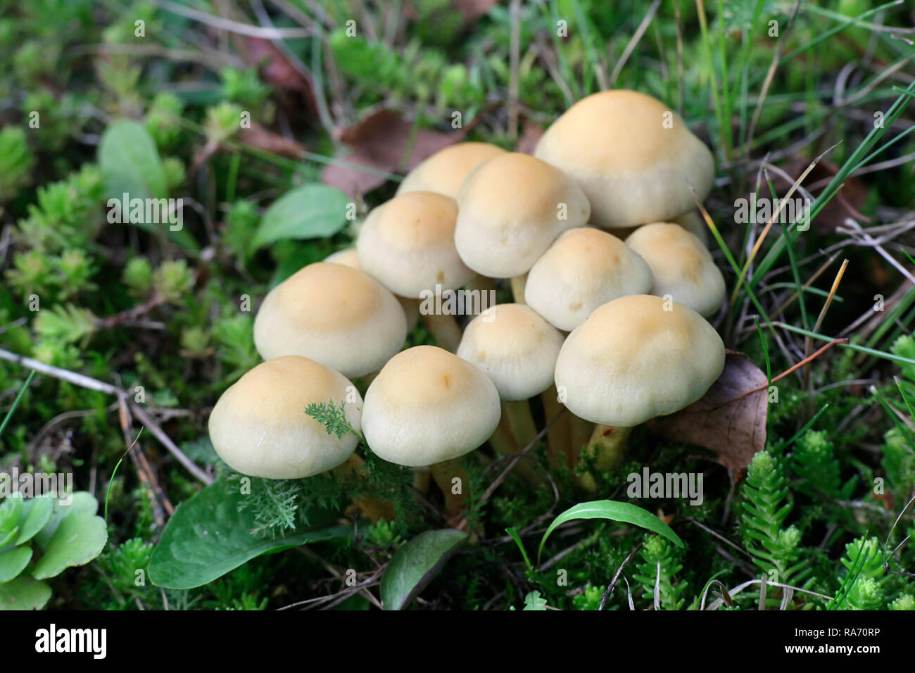 Touffe de conifères, Hypholoma capnoides champignons comestibles, un champignon sauvage de la Finlande Banque D'Images