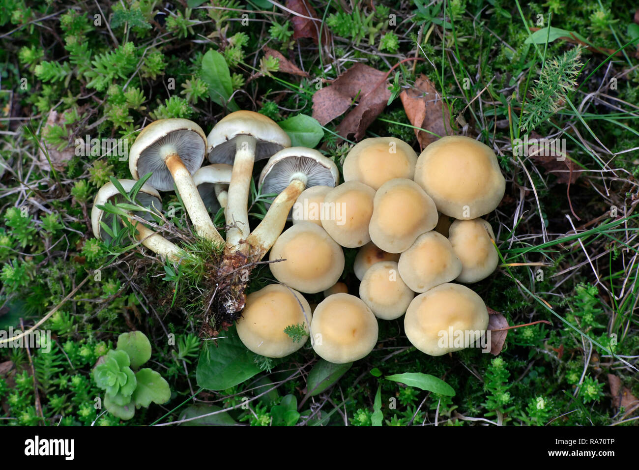 Touffe de conifères, Hypholoma capnoides champignons comestibles, un champignon sauvage de la Finlande Banque D'Images