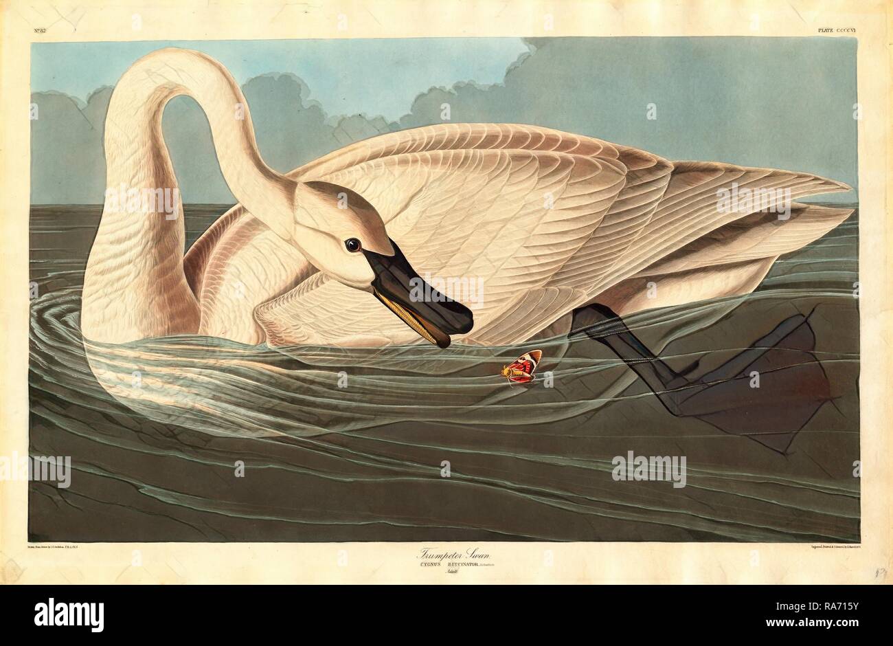 Robert Havell après John James Audubon, le cygne, Américain, 1793-1878, 1838, à la main, gravure à l'aquatinte et repensé Banque D'Images