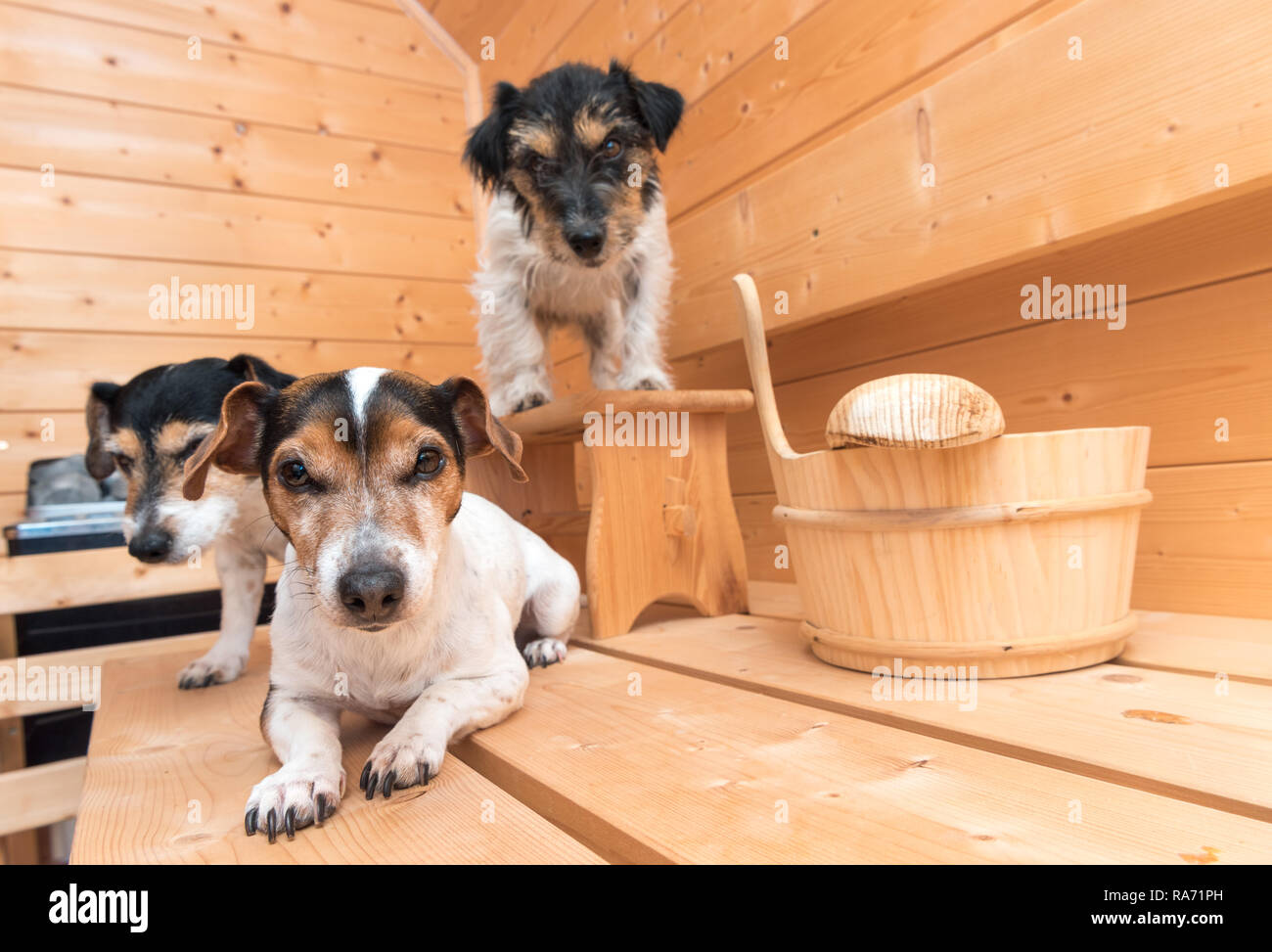 Les chiens dans le sauna. Se détendre dans le spa. Trois funny Jack Russell Terrier tricolore Banque D'Images