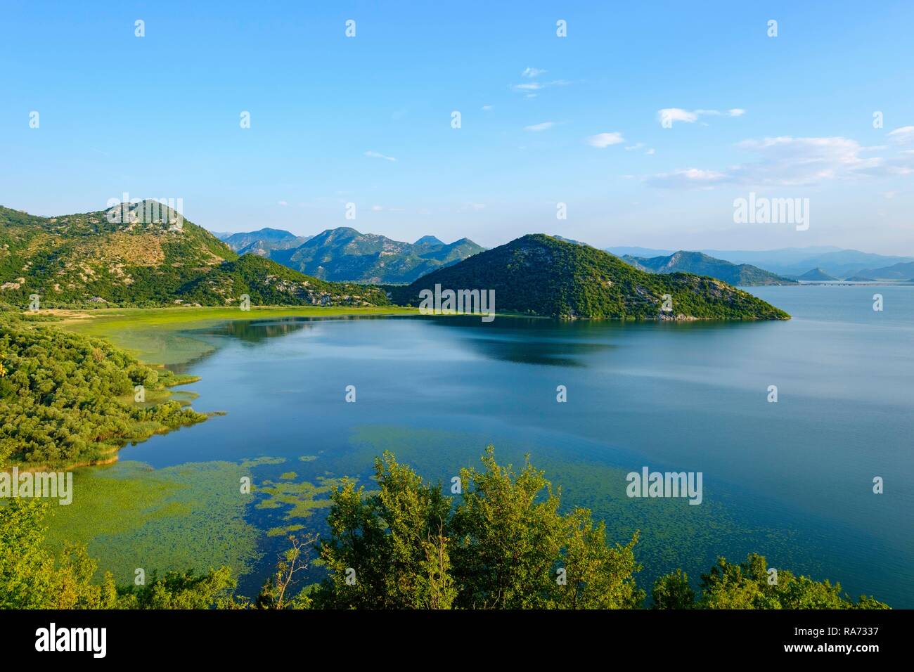 Le lac de Skadar près de Virpazar, Skadarsko Jezero, le parc national du lac de Skadar, près de Bar, Monténégro Banque D'Images
