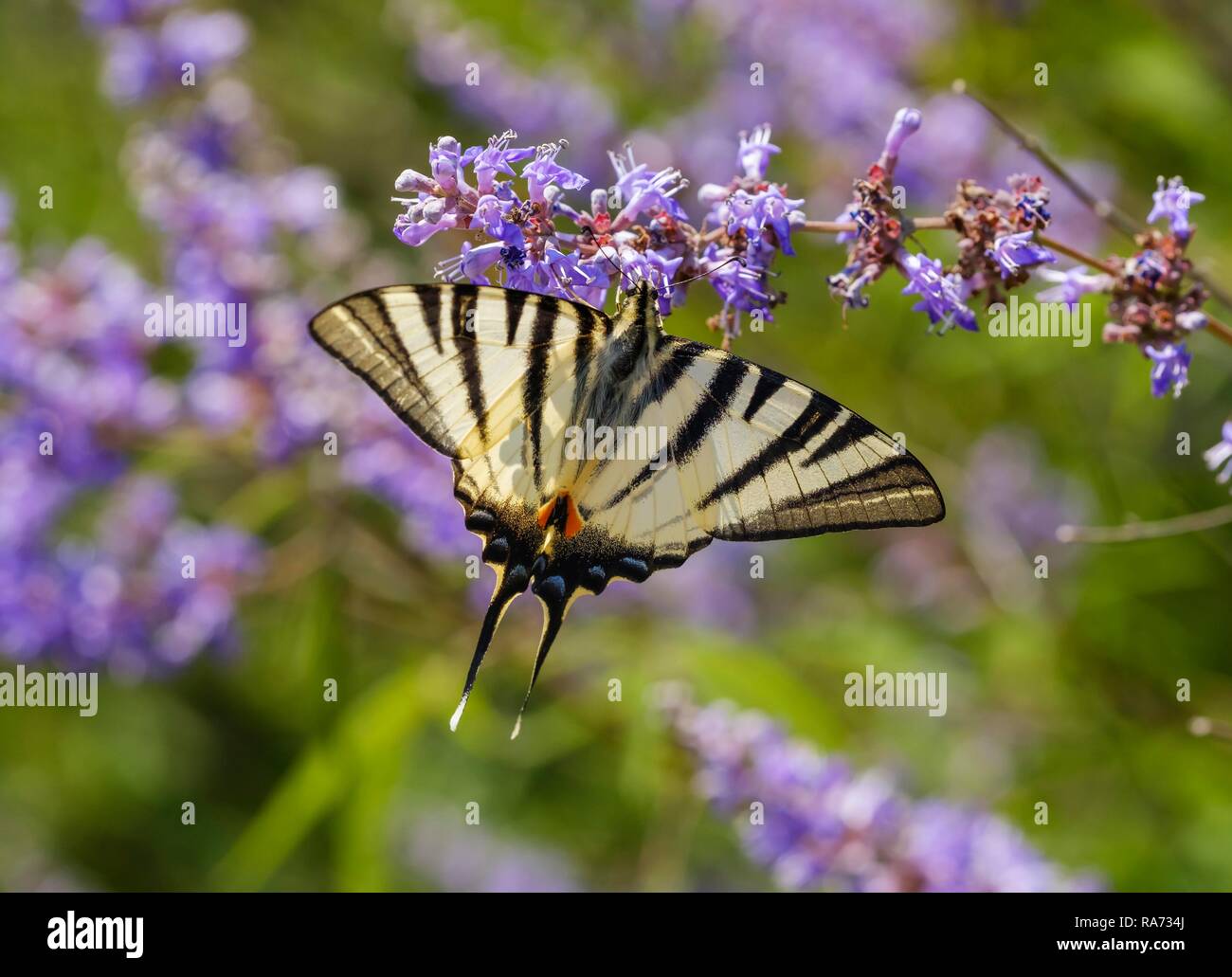 Swallowtail Iphiclides podalirius (rares) sur fleur de gattilier (Vitex agnus-castus), le parc national du lac de Skadar, Monténégro Banque D'Images