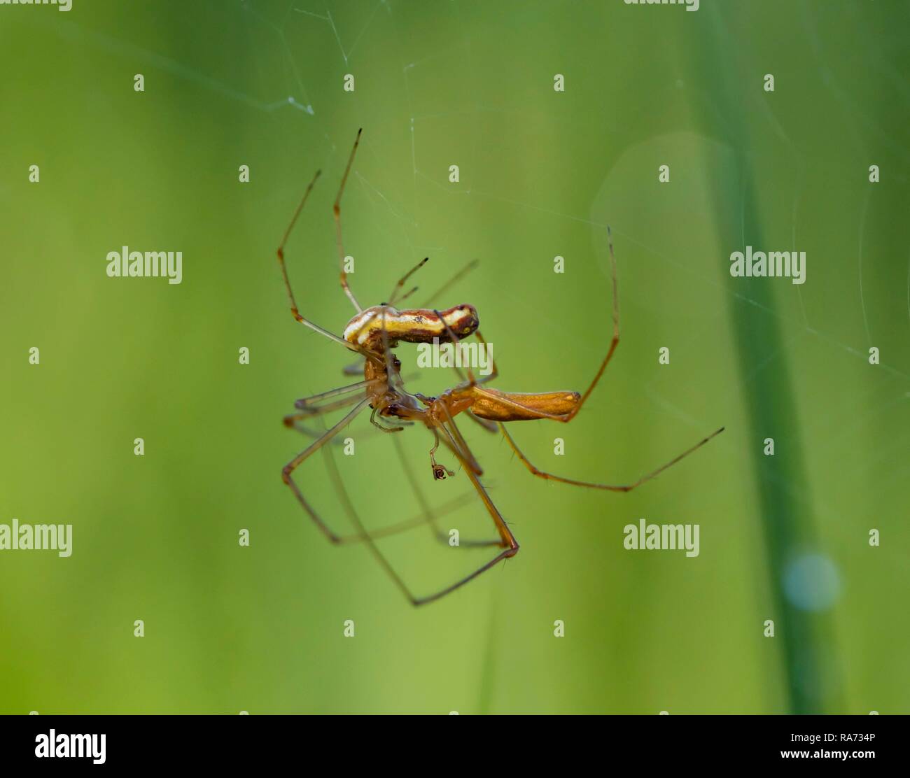 Les araignées de civière (Tetragnatha extensa) de l'appariement, Bavière, Allemagne Banque D'Images Les araignées de civière (Tetragnatha extensa) de l'appariement, Bavière, Allemagne Banque D'Images
