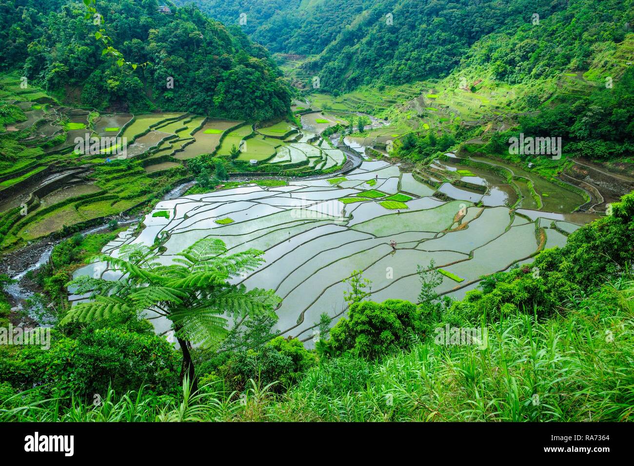 Terrasses de riz de Banaue, dans le nord de Luzon, Philippines Banque D'Images