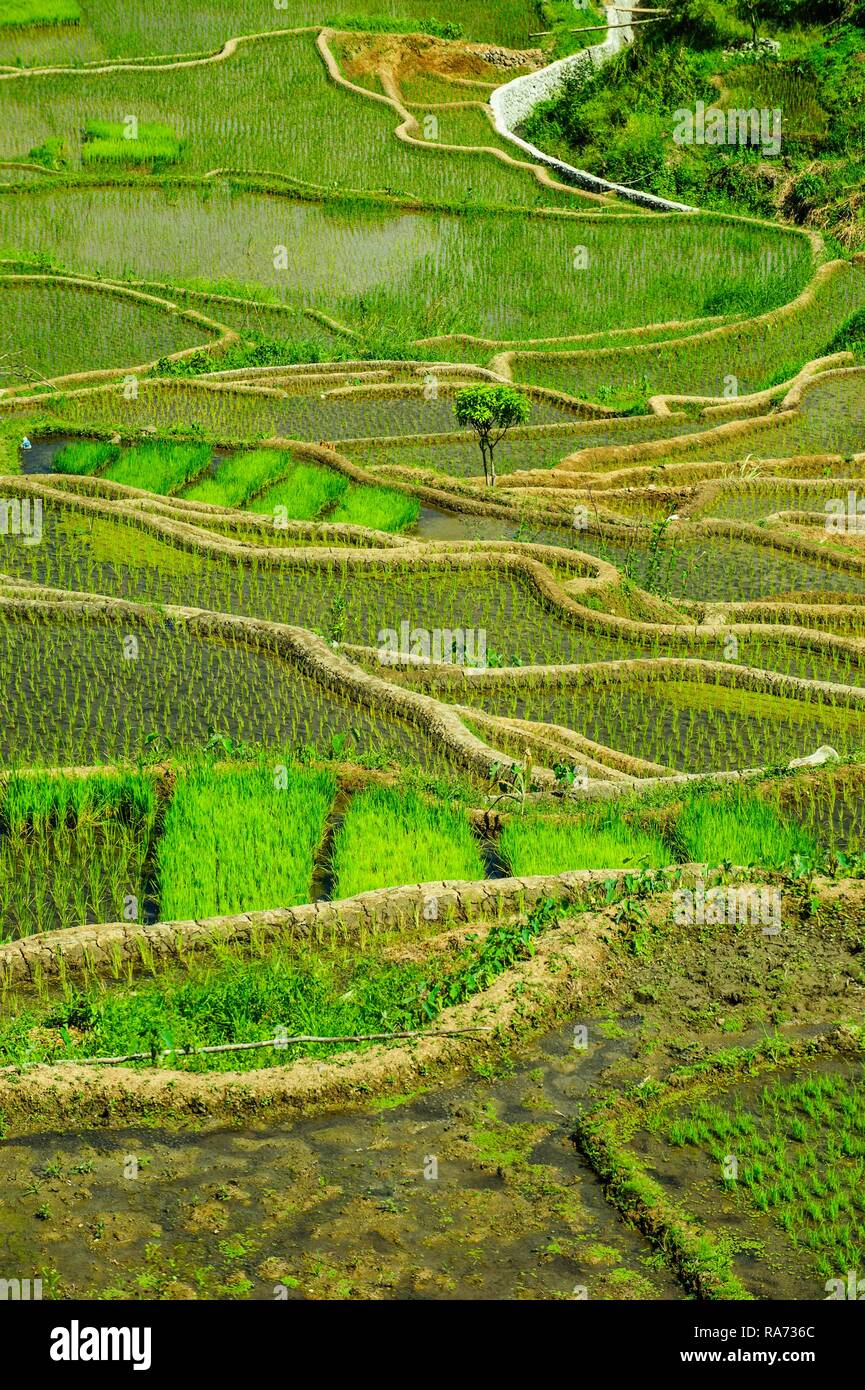 Terrasses de riz de Banaue, dans le nord de Luzon, Philippines Banque D'Images