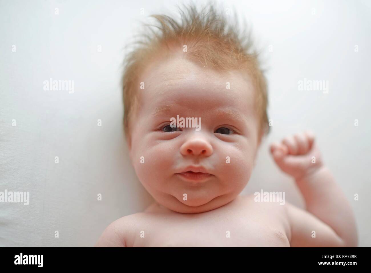 6 semaines, bébé, Portrait, Bade-Wurtemberg, Allemagne Banque D'Images