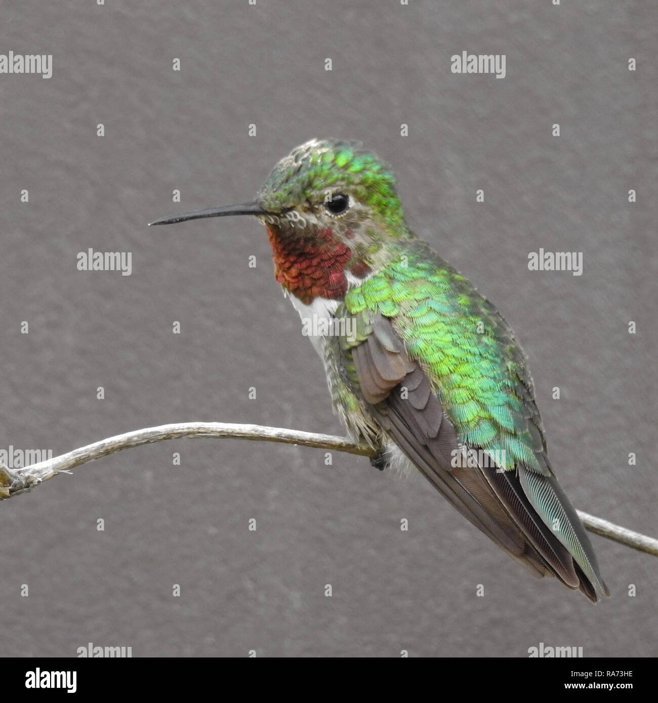 Large-tailed Hummingbird mâle perché sur une branche en courbe Banque D'Images