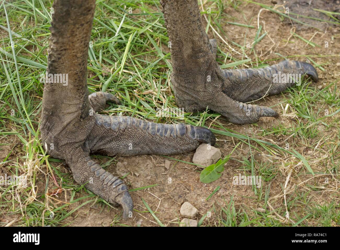 Pieds de l'Émeu (Dromaius novaehollandiae), Wolpersdorf, Sauerland, Rhénanie du Nord-Westphalie, Allemagne Banque D'Images