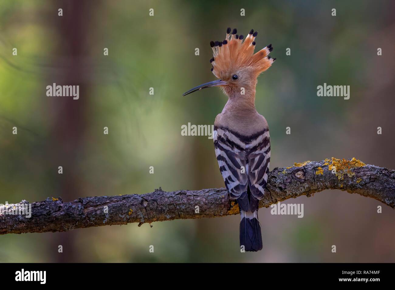 Huppe fasciée (Upupa epops), homme d'oiseaux adultes, la biosphère Mittelelbe, Saxe-Anhalt, Allemagne Banque D'Images