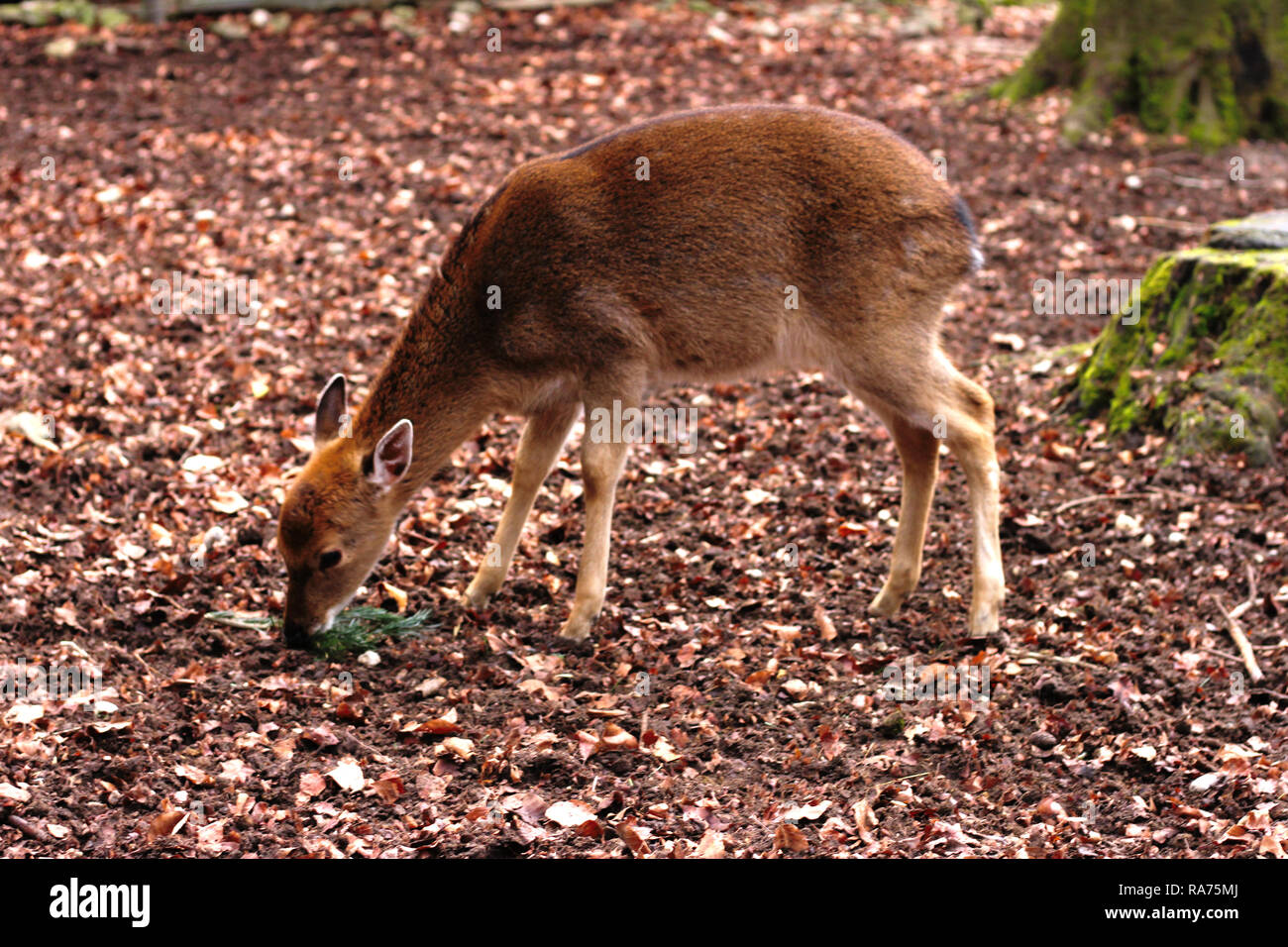 Kid d'un Chevreuil, Capreolus capreolus, manger une branche d'un conifère sur le terrain, en hiver ou en automne forêt. Banque D'Images