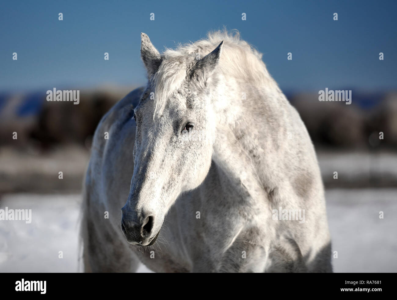 Beau cheval blanc à l'extérieur dans la neige de l'hiver Banque D'Images