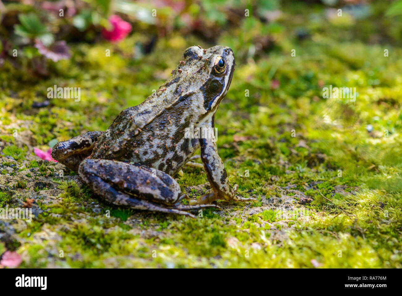 European Common Frog ou brown frog (Rana temporaria) Banque D'Images