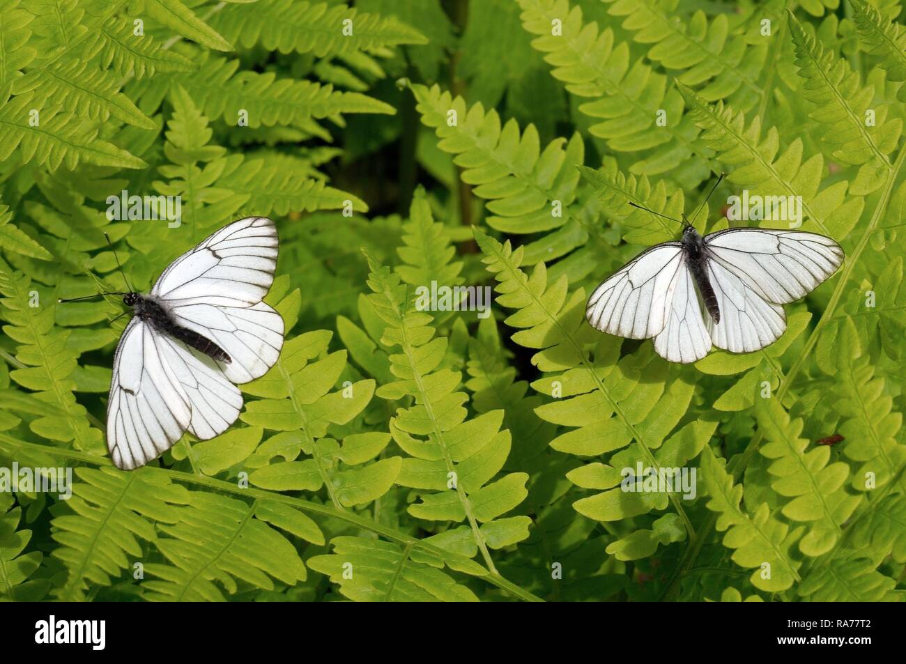 Nervation noire Aporia crataegi (blancs), Baïkal, en Sibérie, Fédération de Russie, de l'Eurasie Banque D'Images