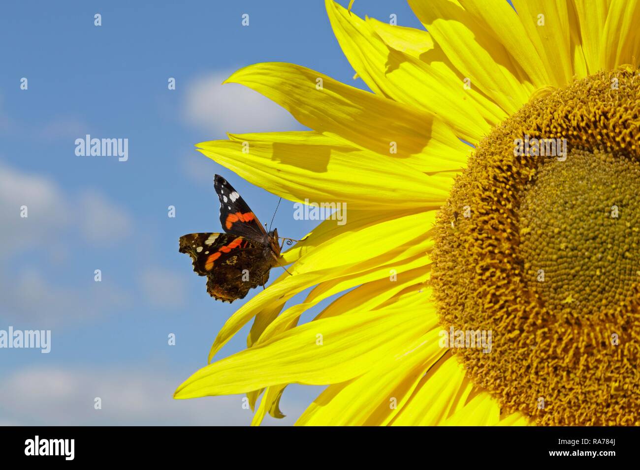 Vulcain (Vanessa atalanta) butterfly reposant sur un tournesol (Helianthus annuus), Basse-Saxe, Allemagne Banque D'Images