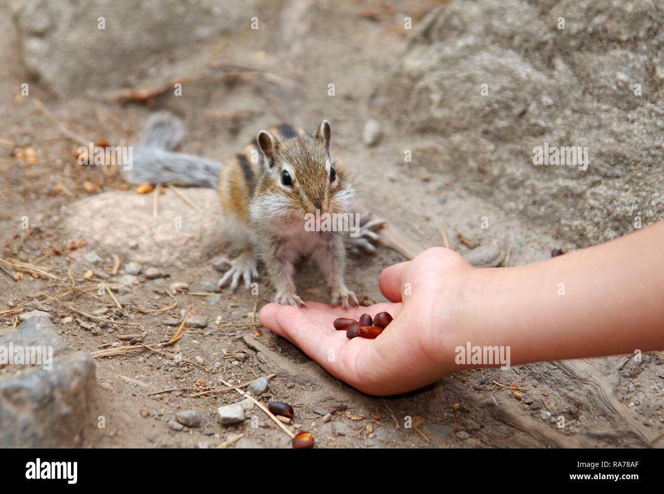 Tamia de Sibérie, l'alimentation à la main courante (tamias sibiricus