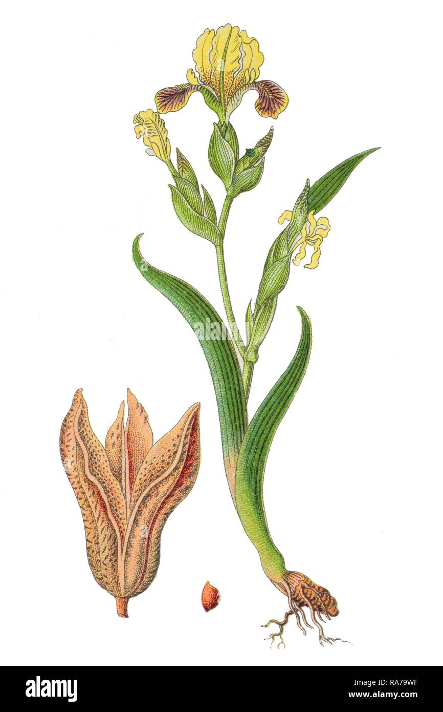 Iris Iris variegata (hongrois), plante médicinale, chromolithographie historique, 1796 Banque D'Images