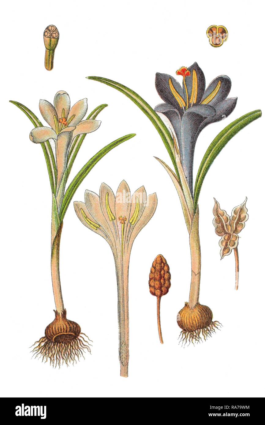 Crocus (Crocus parviflorus), plante médicinale, chromolithographie historique, 1796 Banque D'Images
