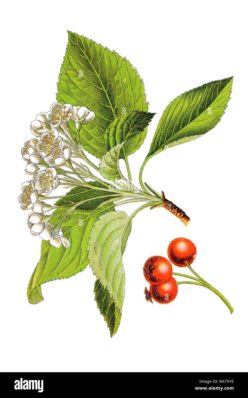 Service d'arbre (Quercus palustris, Sorbus), plante médicinale, chromolithographie, autour de 1796 historique Banque D'Images