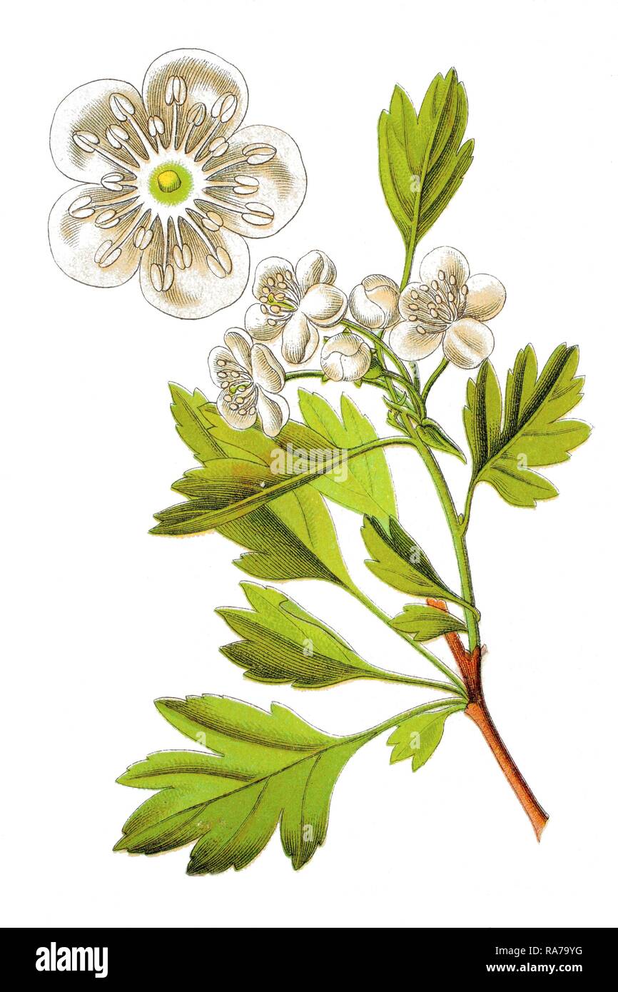 Politique L'aubépine (Crataegus monogyna), plante médicinale,  chromolithographie, autour de 1796 historique Photo Stock - Alamy