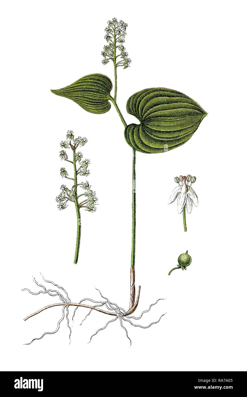 Bead-ruby (Convallaria bifolia), plante médicinale, chromolithographie, autour de 1796 historique Banque D'Images