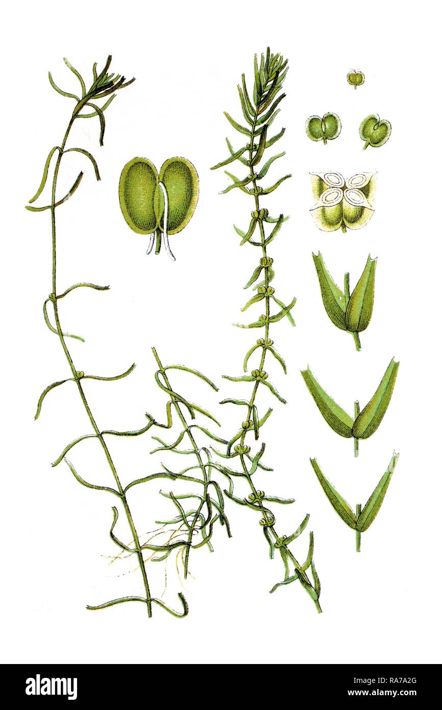 L'eau intermédiaire (starwort Callitriche hamulata) sur la gauche, l'eau d'automne (starwort Callitriche autumnalis) sur la droite Banque D'Images