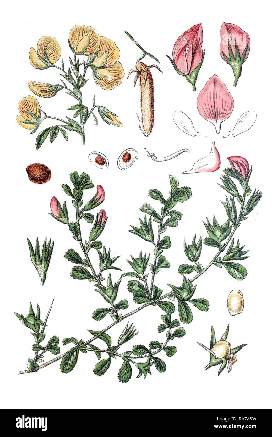 Ci-dessous : Common Restharrow (Ononis repens), ci-dessus : Restharro Grand Jaune (Ononis natrix), plante médicinale Banque D'Images