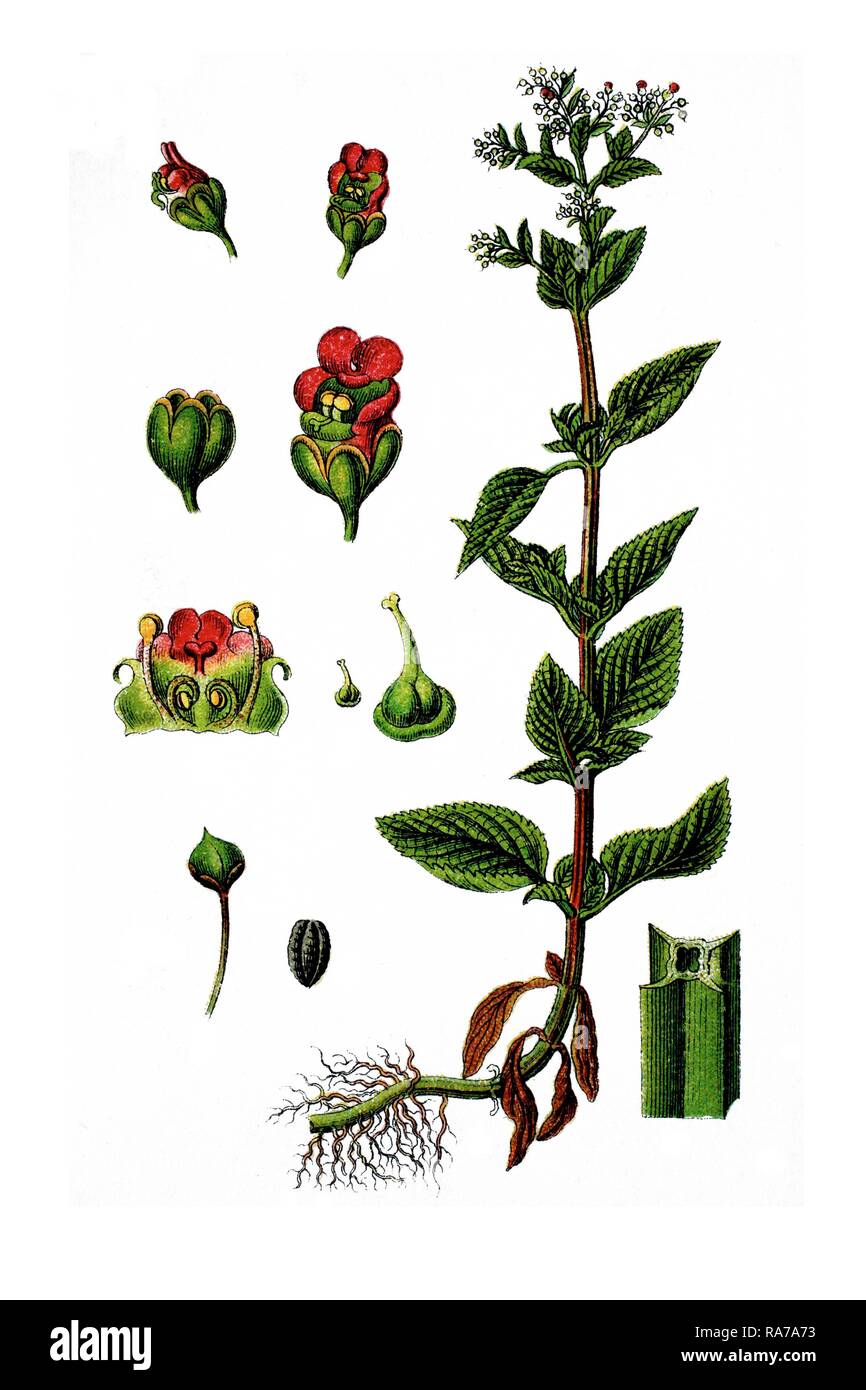 De l'eau betony (Scrofularia ehrharti), plante médicinale, historique, à propos de 1796 chromolithographie Banque D'Images