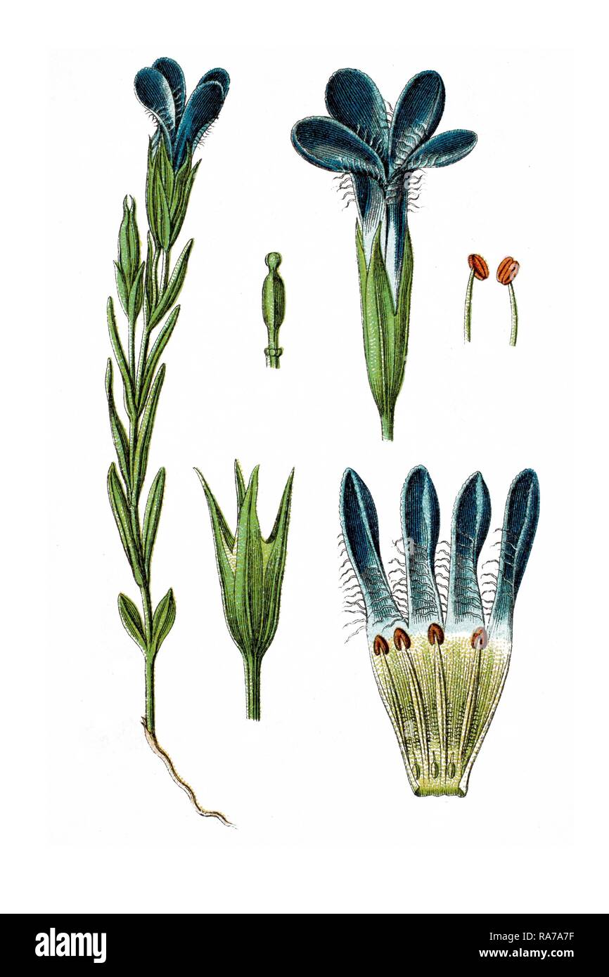 Gentiane des marais (Gentiana pneumonanthe), plante médicinale, chromolithographie historique, ca. 1786 Banque D'Images