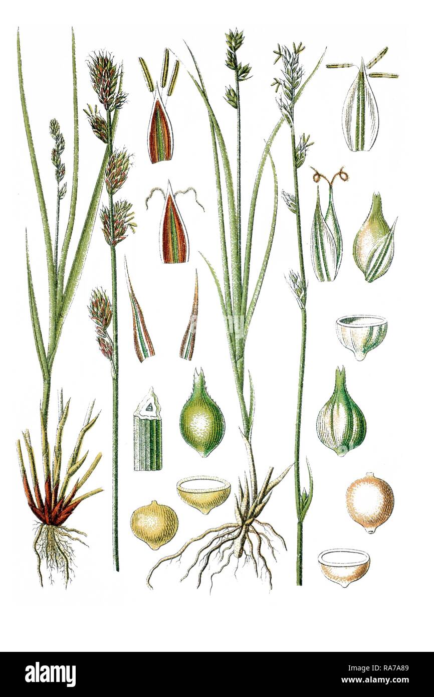 À gauche, le Figuier de carex (Carex muricata), droit, de prairie (Carex virens), plantes médicinales, chromolithographie historique Banque D'Images