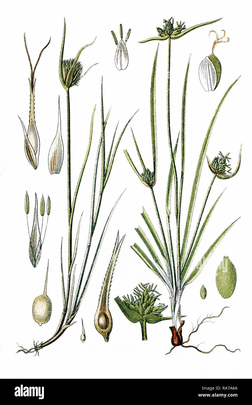 Gauche, Cyperus carex (Carex muricata), à droite, la neige (Carex baldensis), plantes médicinales, chromolithographie historique Banque D'Images