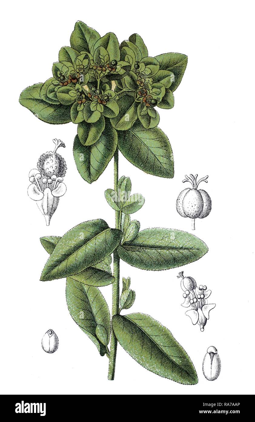 L'euphorbe ésule (Euphorbia verrucosa verrue), plante médicinale,  chromolithographie historique, à propos de 1796 Photo Stock - Alamy