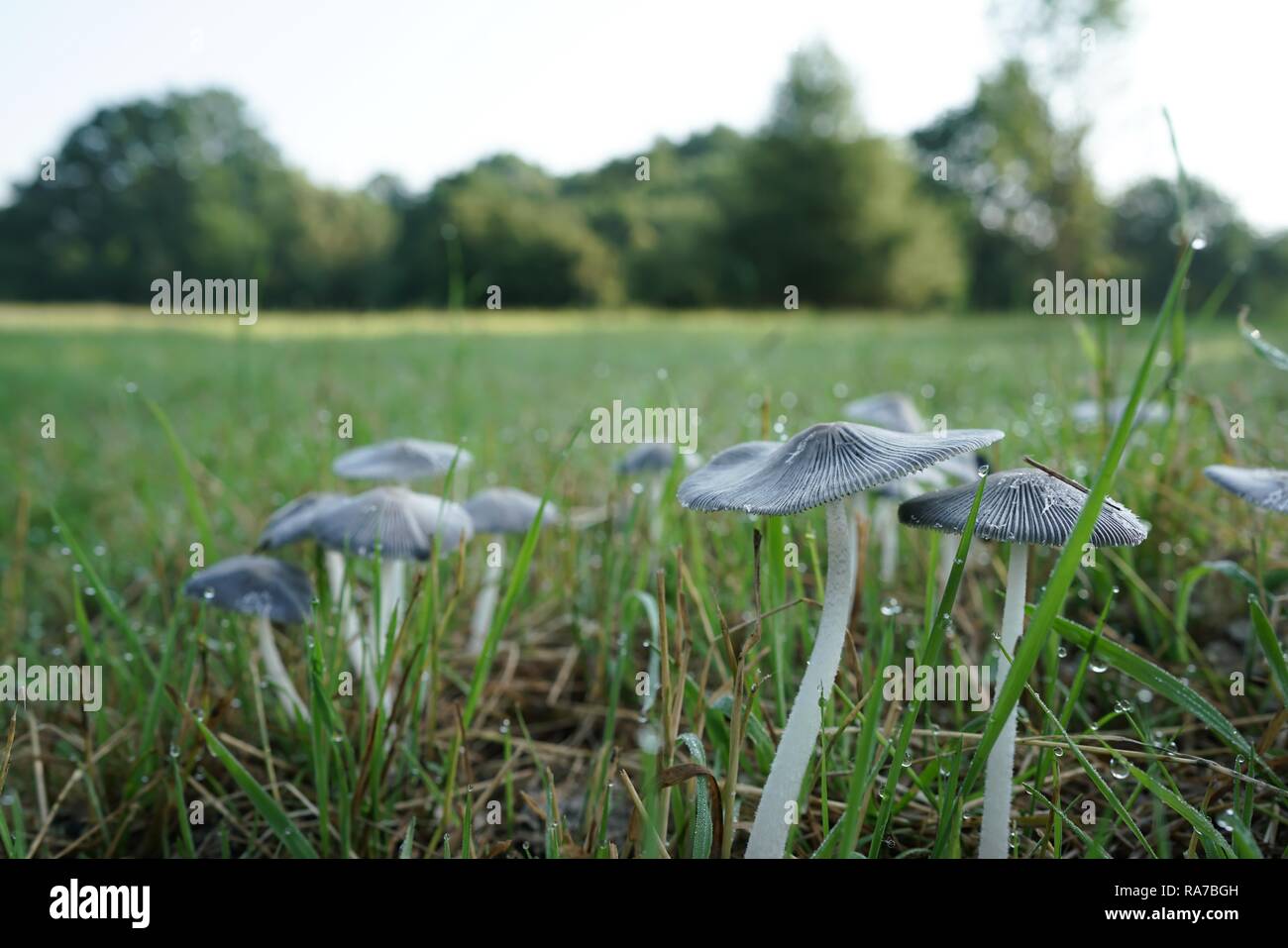 Les champignons sur une prairie dans le parc Banque D'Images