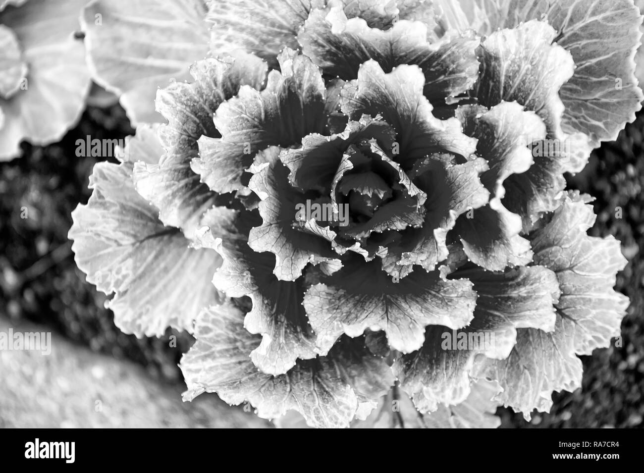 Avec le chou de violette à Reykjavik, Islande. Chou ornemental en fleur. Kale floraison des plantes dans le sol à l'extérieur. La conception des jardins et le jardinage. Banque D'Images