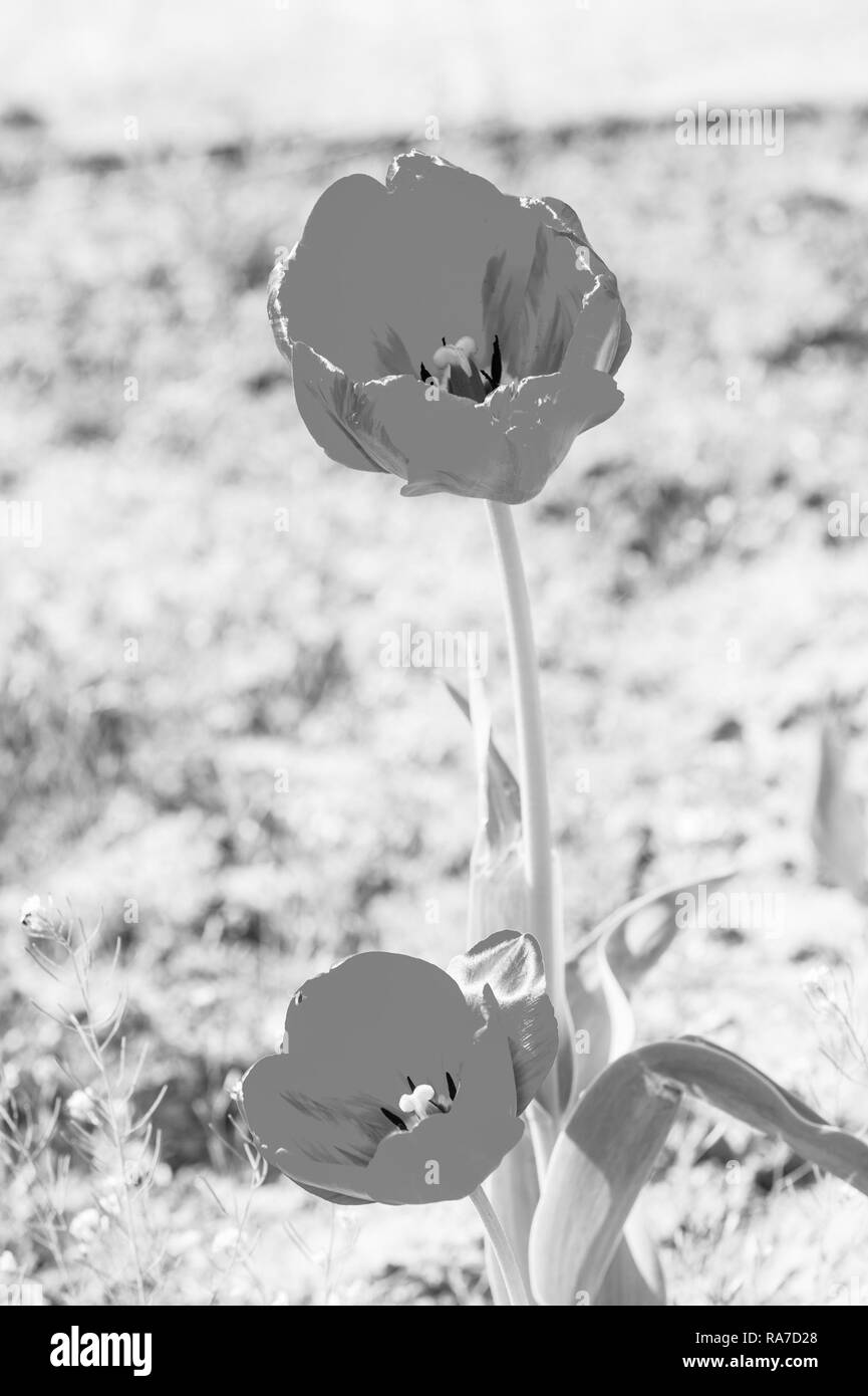 L'amour, la passion, la romance. Les tulipes en fleurs à pétales rouges sur la journée ensoleillée. Jardin de fleurs tulipes au printemps. Printemps, saison d'été. La nature, la beauté, l'environnement Banque D'Images