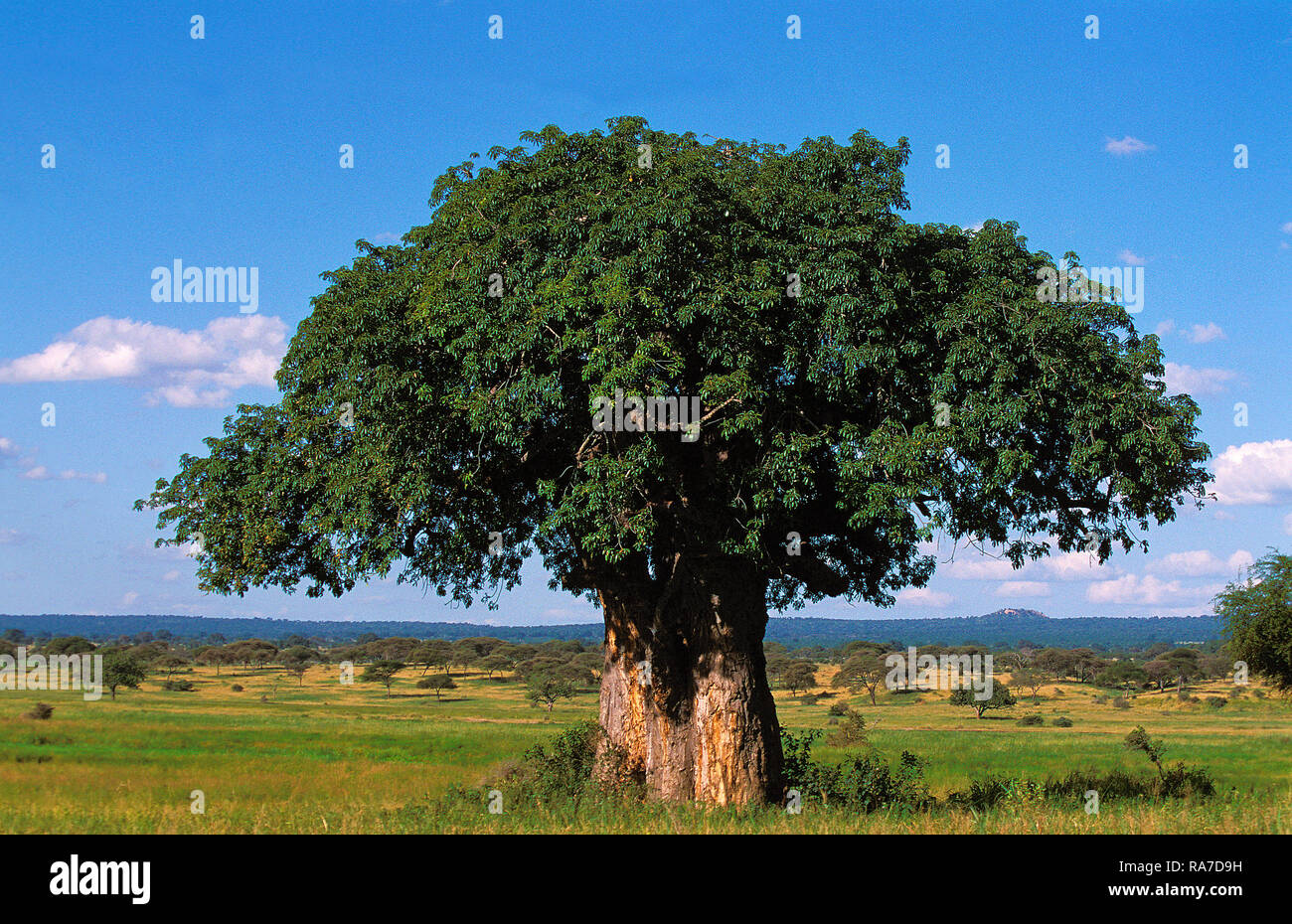 Baobab (Adansonia digitata), le parc de Tarangire, Tanzania, Africa Banque D'Images