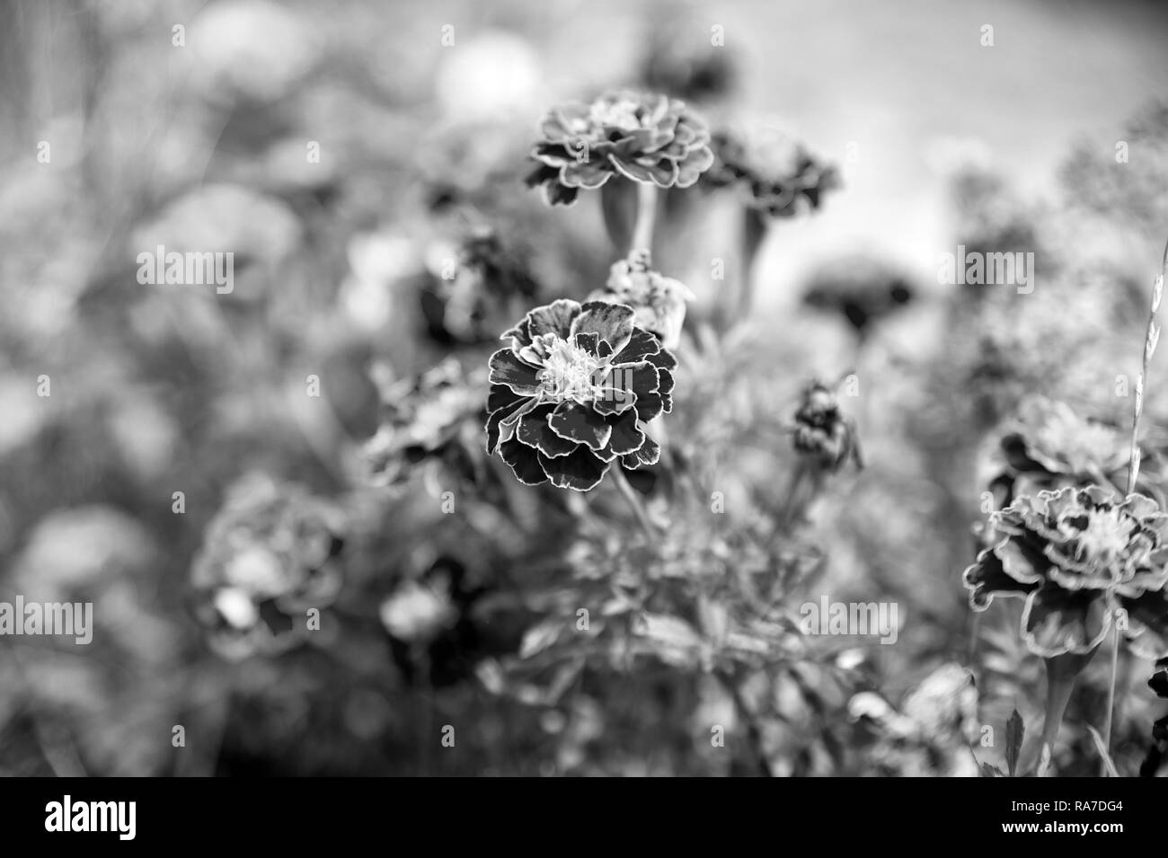 Marigold fleurs dans jardin d'été. Marigold fleurs sur fond naturel brouillée. La floraison des fleurs avec des pétales jaunes et orange. La nature et l'environnement. Boutique de fleurs et de conception. Banque D'Images