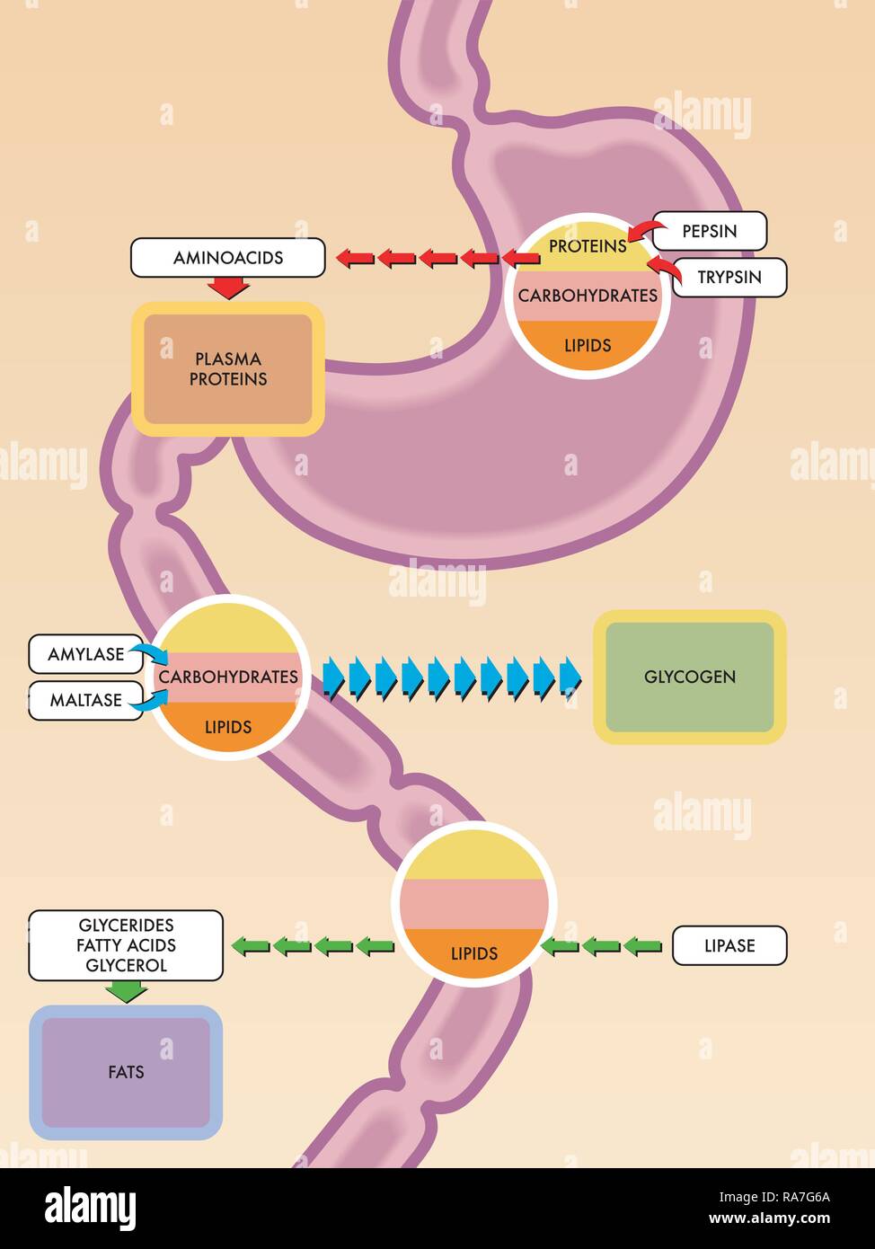 Une illustration de l'appareil digestif et des enzymes et des molécules qu'ils réagissent avec. Illustration de Vecteur