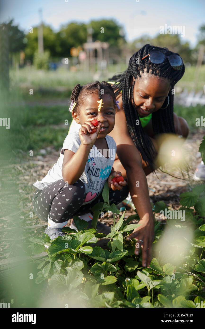 Une jeune fille choisit une fraise à partir d'une plante dans le jardin avec l'aide de sa mère. Banque D'Images