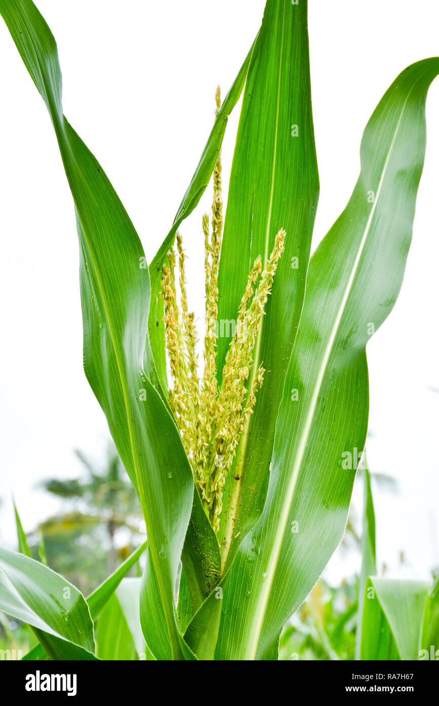 Millet dans le domaine de l'agriculture Banque D'Images