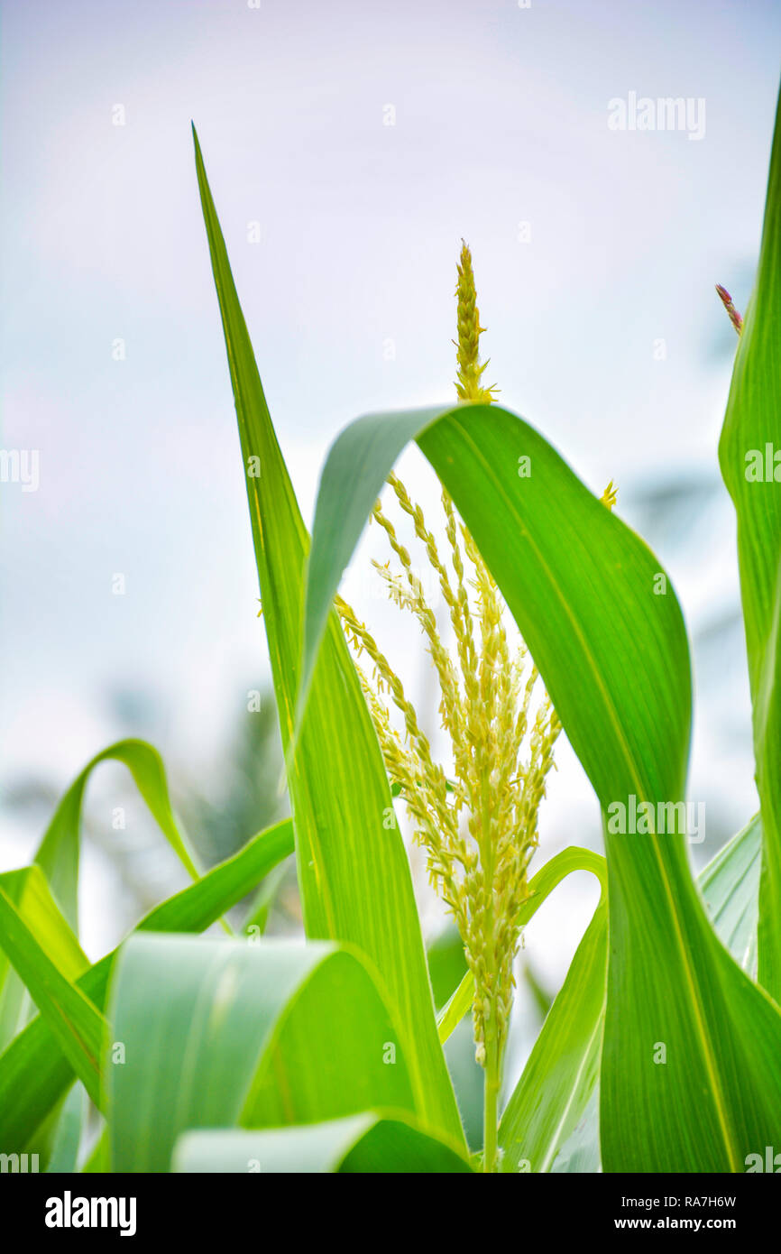 Millet plant Banque de photographies et d’images à haute résolution Alamy