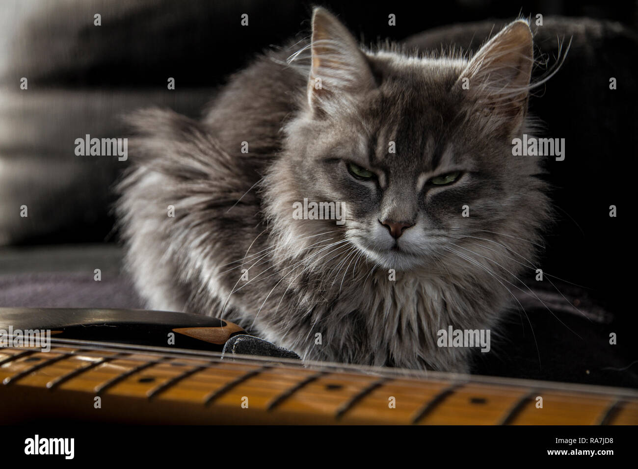 Un beau chat Persan gris avec un regard menaçant garde les master's electric guitar Banque D'Images