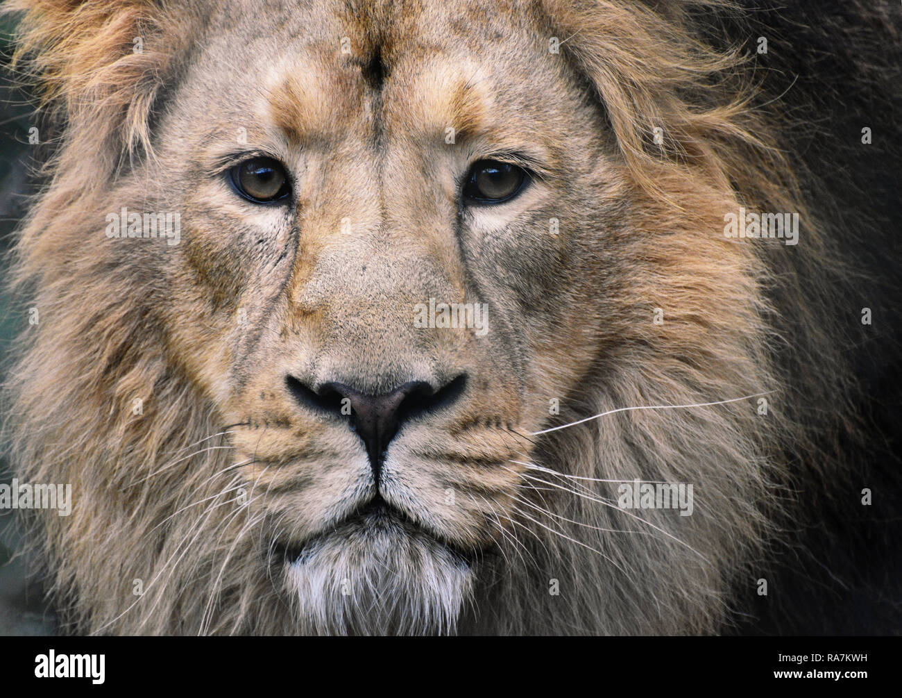 Homme Lion Portrait - close up face, contact avec les yeux Banque D'Images