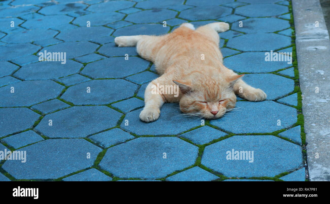 Bonjour Mon Nom Est Faux J Aime Dormir Comme Un Chien Photo Stock Alamy