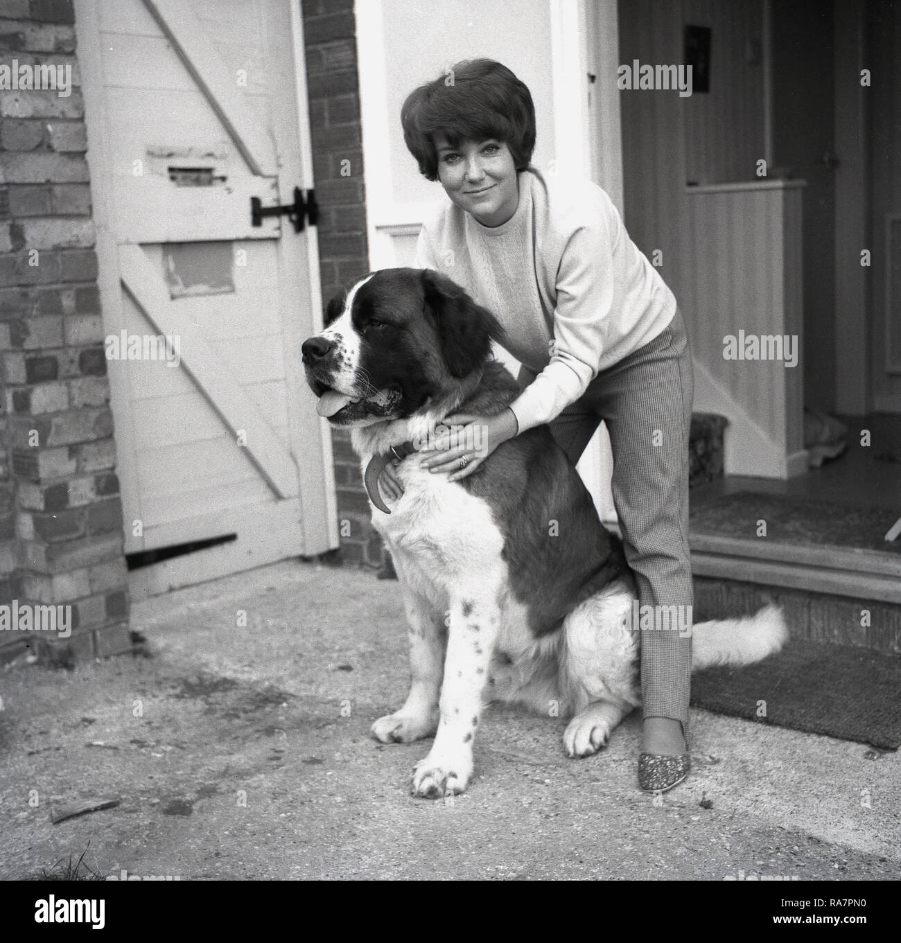 1967, une femme avec son gros chien, un St Bernard, England, UK. Cette grande race de chien géant ou provient de Suisse ou d'Italie et étaient à l'origine pour le sauvetage de la race par l'hospice du Grand St Bernard pass sur la frontière italo-suisse. Banque D'Images