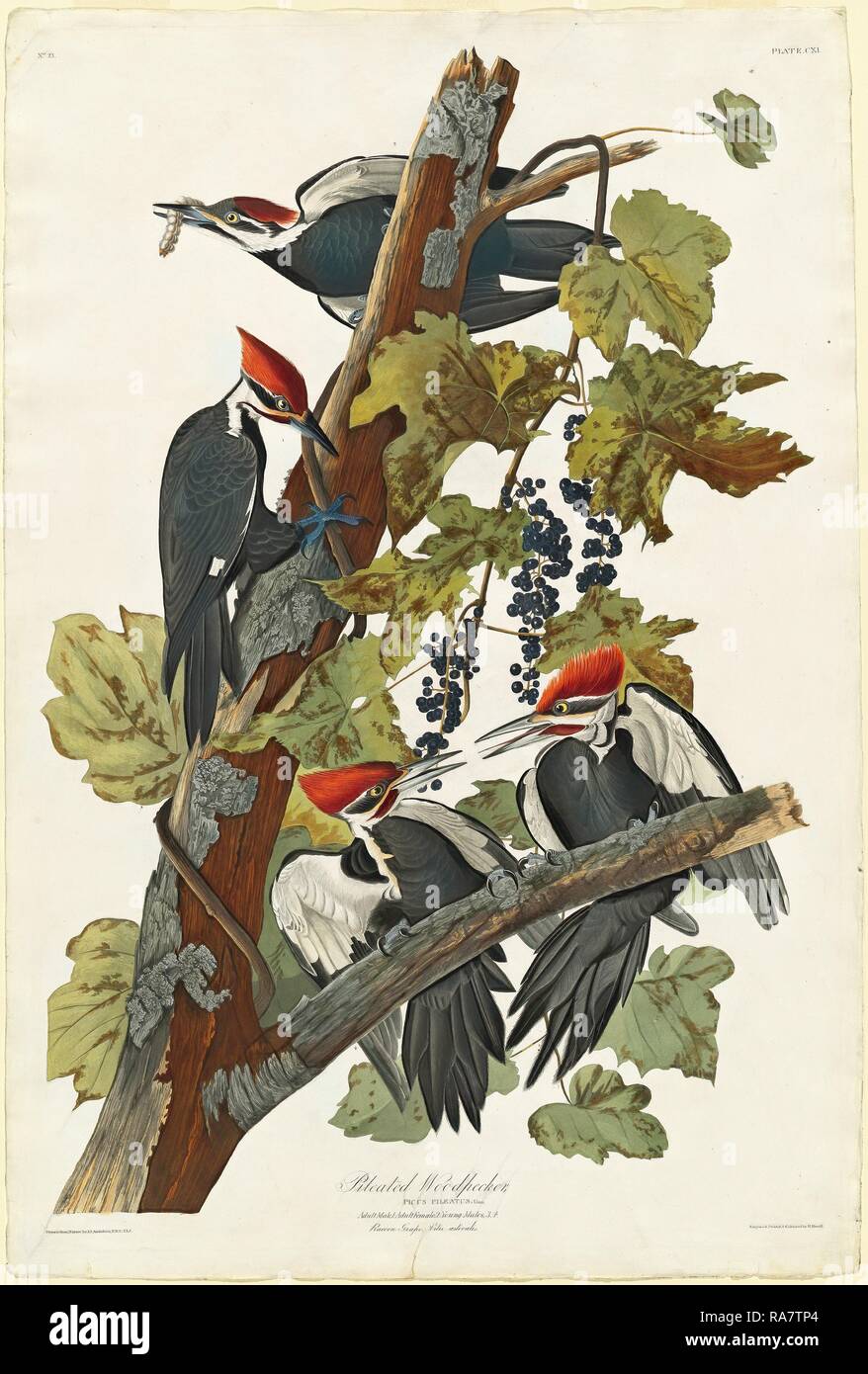 Robert Havell après John James Audubon (américain, 1793 - 1878), le grand pic, 1831, à la main, gravure et repensé Banque D'Images