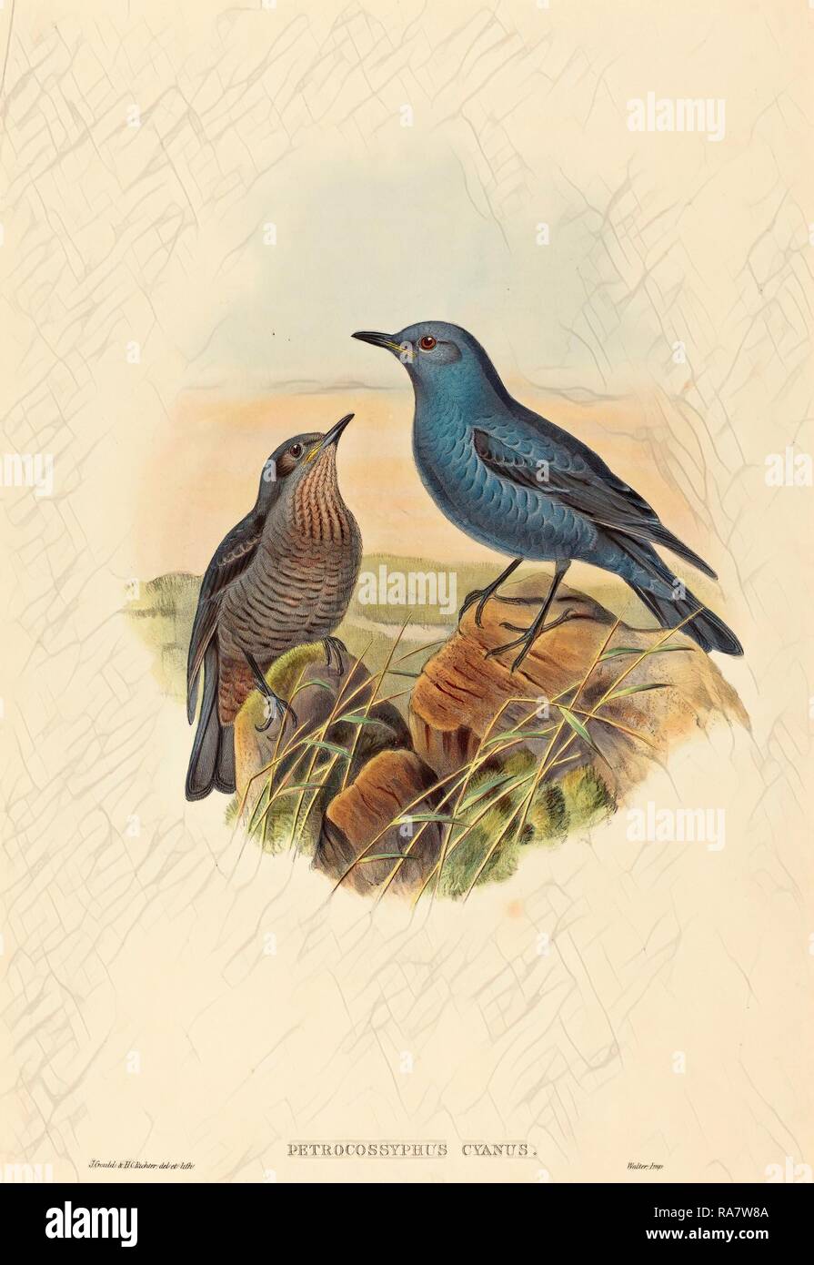 John Gould et H.C. Richter (British ( ?), Actif 1841 - active c. 1881), Petrocossyphus cyanus (Bleu Rockthrush repensé Banque D'Images