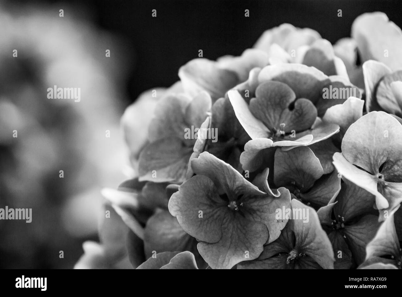 L'hydrangea capitule en noir et blanc Banque D'Images